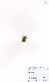  (Sagina procumbens - MarIsl47)  @11 [ ] No Rights Reserved  Unspecified Unspecified