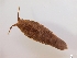  (Idotea granulosa - Selmu2011_BC-117)  @14 [ ] Unspecified (default): All Rights Reserved  Unspecified Unspecified