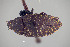  ( - FMNHINS4113714)  @11 [ ] CC BY-NC 4.0 (2013) Field Museum of Natural History Unspecified
