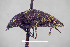  (Epitragus aurulentus - FMNHINS4113714)  @11 [ ] CC BY-NC 4.0 (2013) Field Museum of Natural History Unspecified