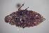  ( - FMNHINS4113715)  @11 [ ] CC BY-NC 4.0 (2013) Field Museum of Natural History Unspecified