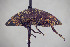  ( - FMNHINS4113715)  @11 [ ] CC BY-NC 4.0 (2013) Field Museum of Natural History Unspecified