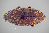  ( - FMNHINS4113716)  @11 [ ] CC BY-NC 4.0 (2013) Field Museum of Natural History Unspecified