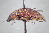  ( - FMNHINS4113720)  @11 [ ] CC BY-NC 4.0 (2013) Field Museum of Natural History Unspecified