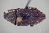  ( - FMNHINS4113723)  @11 [ ] CC BY-NC 4.0 (2013) Field Museum of Natural History Unspecified