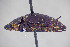  ( - FMNHINS4113723)  @11 [ ] CC BY-NC 4.0 (2013) Field Museum of Natural History Unspecified