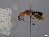  ( - FMNHINS4429664)  @11 [ ] CC BY-NC 4.0 (2013) Field Museum of Natural History Unspecified