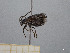  ( - FMNHINS4430749)  @11 [ ] CC BY-NC 4.0 (2013) Field Museum of Natural History Unspecified