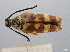  ( - FMNHINS4430756)  @11 [ ] CC BY-NC 4.0 (2013) Field Museum of Natural History Unspecified