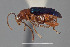  ( - FMNHINS4573314)  @11 [ ] CC BY-NC 4.0 (2013) Field Museum of Natural History Unspecified