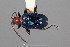  ( - FMNHINS4573317)  @11 [ ] CC BY-NC 4.0 (2013) Field Museum of Natural History Unspecified