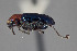  (Lema violaceipennis - FMNHINS4573317)  @11 [ ] CC BY-NC 4.0 (2013) Field Museum of Natural History Unspecified