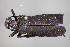  ( - FMNHINS4573350)  @11 [ ] CC BY-NC 4.0 (2013) Field Museum of Natural History Unspecified