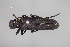  ( - FMNHINS4573351)  @11 [ ] CC BY-NC 4.0 (2013) Field Museum of Natural History Unspecified