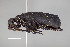  ( - FMNHINS4573351)  @11 [ ] CC BY-NC 4.0 (2013) Field Museum of Natural History Unspecified