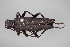  ( - FMNHINS4573352)  @11 [ ] CC BY-NC 4.0 (2013) Field Museum of Natural History Unspecified
