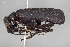  ( - FMNHINS4573353)  @11 [ ] CC BY-NC 4.0 (2013) Field Museum of Natural History Unspecified