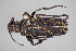  ( - FMNHINS4573354)  @11 [ ] CC BY-NC 4.0 (2013) Field Museum of Natural History Unspecified