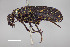  ( - FMNHINS4573354)  @11 [ ] CC BY-NC 4.0 (2013) Field Museum of Natural History Unspecified