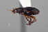  ( - FMNHINS4573388)  @11 [ ] CC BY-NC 4.0 (2013) Field Museum of Natural History Unspecified
