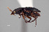  ( - FMNHINS4573389)  @11 [ ] CC BY-NC 4.0 (2013) Field Museum of Natural History Unspecified