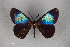  ( - FMNHINS4573397)  @11 [ ] CC BY-NC 4.0 (2013) Field Museum of Natural History Unspecified