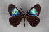 ( - FMNHINS4573398)  @11 [ ] CC BY-NC 4.0 (2013) Field Museum of Natural History Unspecified