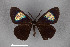  ( - FMNHINS4573399)  @11 [ ] CC BY-NC 4.0 (2013) Field Museum of Natural History Unspecified