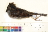  ( - BIOUG31014-A05)  @11 [ ] CreativeCommons - Attribution (2016) CBG Photography Group Centre for Biodiversity Genomics