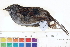  ( - BIOUG31014-F01)  @11 [ ] CreativeCommons - Attribution (2016) CBG Photography Group Centre for Biodiversity Genomics