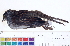  ( - BIOUG31014-E11)  @11 [ ] CreativeCommons - Attribution (2016) CBG Photography Group Centre for Biodiversity Genomics
