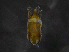  (Gabuciniidae - BIOUG31591-H04)  @11 [ ] CreativeCommons - Attribution (2019) CBG Photography Group Centre for Biodiversity Genomics