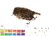  (Troglodytes hiemalis - BIOUG31014-H09)  @11 [ ] CreativeCommons - Attribution (2016) CBG Photography Group Centre for Biodiversity Genomics