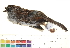  ( - BIOUG31014-H06)  @11 [ ] CreativeCommons - Attribution (2016) CBG Photography Group Centre for Biodiversity Genomics