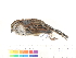  ( - BIOUG31014-H05)  @11 [ ] CreativeCommons - Attribution (2016) CBG Photography Group Centre for Biodiversity Genomics
