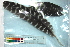  ( - FMBIRD-0007)  @11 [ ] CreativeCommons - Attribution (2015) CBG Photography Group Centre for Biodiversity Genomics