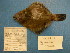  (Pleuronichthys verticalis - UW119903)  @13 [ ] Unspecified (default): All Rights Reserved  Unspecified Unspecified