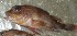  (Neosebastes incisipinnis - BW-A11919)  @13 [ ] Copyright (2011) Cassandra Rigby James Cook University