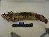  ( - CJ3-09)  @12 [ ] No Rights Reserved (2011) Unspecified Institute of Marine Biology, Vladivostok