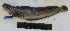 (Stichaeus nozawae - SN3-011)  @13 [ ] No Rights Reserved (2011) Unspecified Institute of Marine Biology, Vladivostok