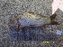  ( - CYR12-1)  @11 [ ] No Rights Reserved  Unspecified Unspecified