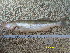  ( - SAL12-2)  @11 [ ] No Rights Reserved  Unspecified Unspecified