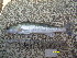 ( - SAL12-4)  @11 [ ] No Rights Reserved  Unspecified Unspecified
