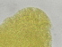  (Ancyrocephalinae - FPBP0880)  @11 [ ] Unspecified (default): All Rights Reserved  Unspecified Unspecified