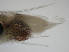  ( - MOCNESS M9.1-M0-26)  @13 [ ] Copyright (2009) E. Delrieu-Trottin, 2008 Unspecified