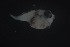  ( - FLMOO_1101)  @12 [ ] No Rights Reserved  Unspecified Unspecified