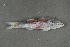  ( - FLMOO_535)  @13 [ ] No Rights Reserved  Unspecified Unspecified