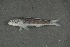  ( - FLMOO_555)  @12 [ ] No Rights Reserved  Unspecified Unspecified