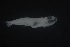  (Eviota sp. 2 Moorea - FLMOO_981)  @12 [ ] No Rights Reserved  Unspecified Unspecified