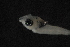  (Pomachromis - FLMOO_103)  @12 [ ] No Rights Reserved  Unspecified Unspecified
